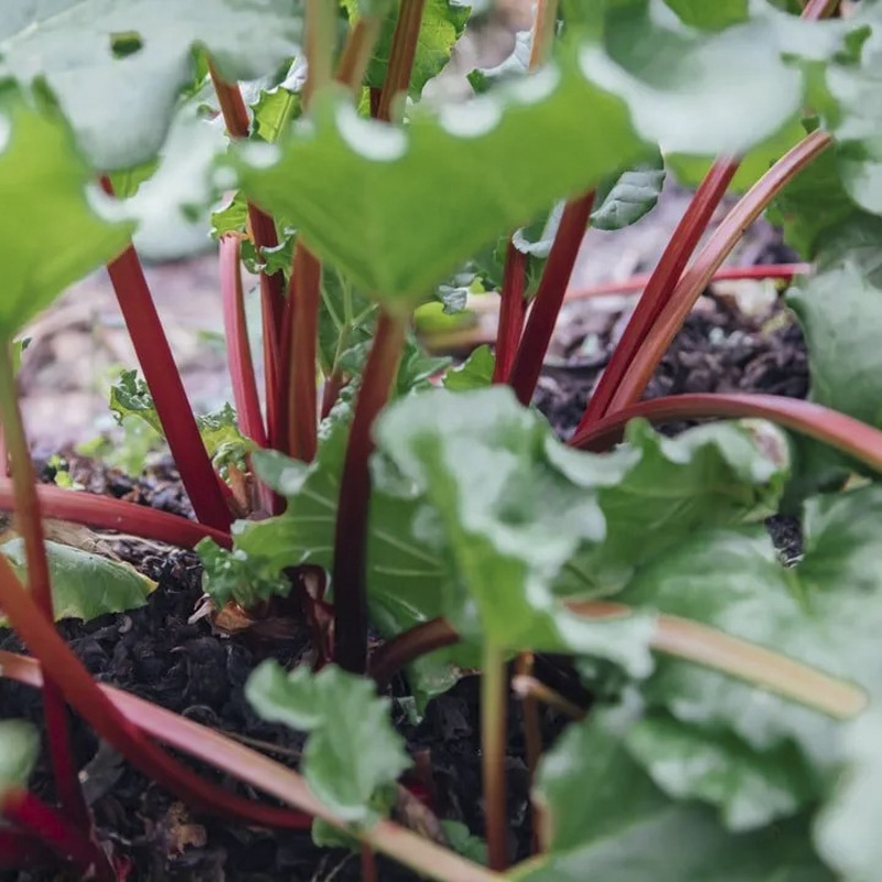Homegrown rhubarb for baking Surrey